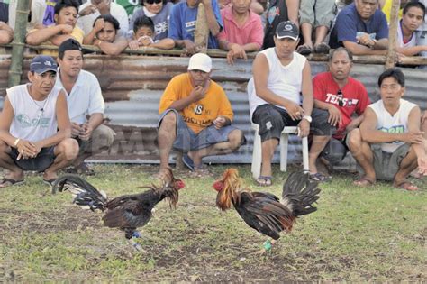 sabungan ng manok in english|SABONG: Tagalog.